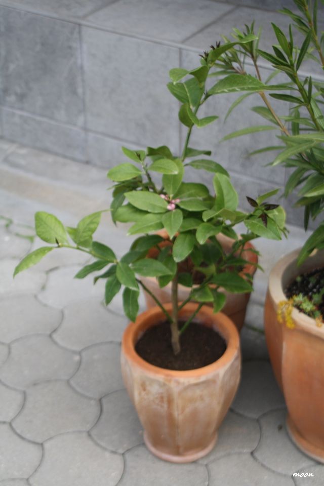 limun